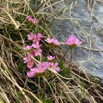 Androsace carnea Habitatea