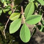 Cotoneaster pannosus Feuille