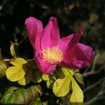 Rosa rugosaFlower