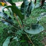 Anthurium hookeri Feuille