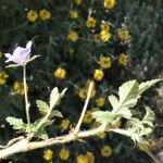 Erodium gruinum عادت داشتن