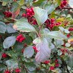 Crataegus persimilis ഇല