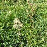 Filipendula vulgaris Costuma