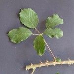 Rubus winteri Blad