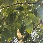 Erythrina falcata ഇല