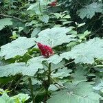 Oplopanax horridus Hábito