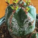 Euphorbia handiensis Ліст