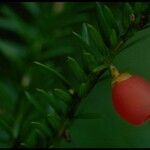 Taxus brevifolia Fruto