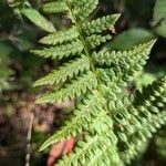 Dryopteris carthusianaبرگ