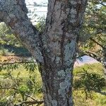 Vachellia robusta 樹皮