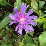 Centaurea pullata Çiçek