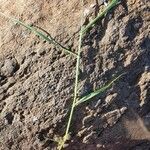 Eragrostis cilianensis Leaf