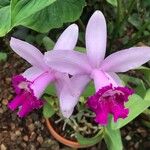 Cattleya intermedia Bloem