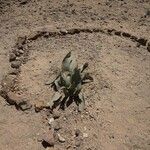 Welwitschia mirabilis Kora