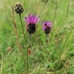 Centaurea scabiosaFlor