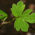 Ranunculus serpens Foglia