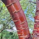 Prunus serrula Corteza