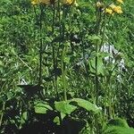 Doronicum pardalianches Агульны выгляд