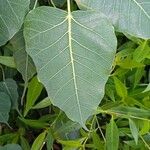 Ficus religiosa Leaf