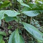 Psychotria micrantha पत्ता
