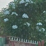 Ceiba speciosa Květ