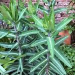 Euphorbia lathyris List