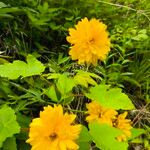 Rudbeckia laciniata Цвят