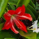 Hippeastrum correiense Flor