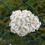 Achillea millefolium花