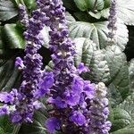 Salvia farinacea Цветок