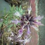 Salvia leucophylla 花