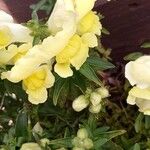 Antirrhinum latifolium Hoja