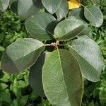 Cordia africana Leaf