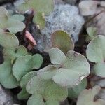 Oxyria digyna Leaf