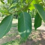 Terminalia chebula Folha