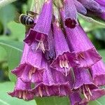 Iochroma cyaneumFlower