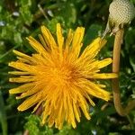 Taraxacum cucullatiforme 花