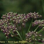 Thapsia nestleri Blüte