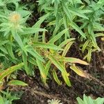 Symphyotrichum novae-angliae Leaf