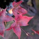 Acer truncatum Leaf