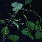 Dioscorea deltoidea ᱛᱟᱦᱮᱸ