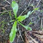 Eryngium foetidum Leaf