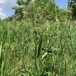 Angelica atropurpurea Fruto