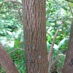 Backhousia myrtifolia Bark