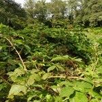 Rubus bertramii Habitat