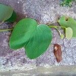 Bauhinia galpinii Folha