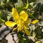 Larrea tridentataFlower