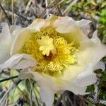 Tephrocactus aoracanthus