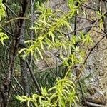 Salix pierotii Blüte