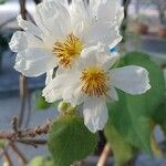 Sparrmannia africana Flower